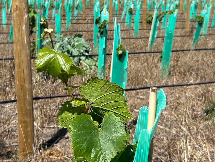 Archer's Block, Our Vineyard