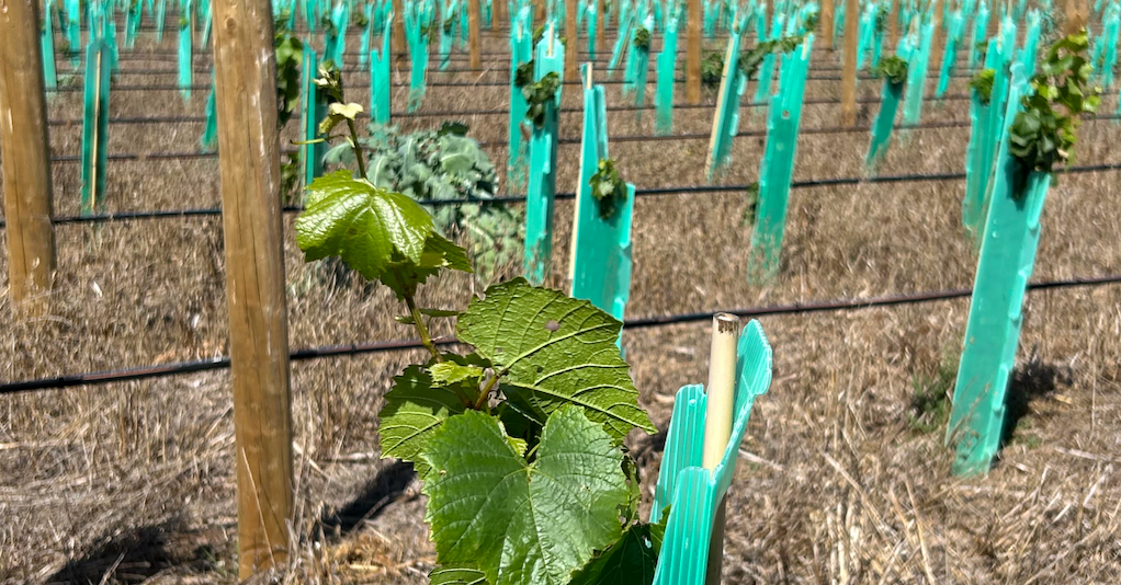 Archer's Block, Our Vineyard